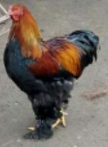 2017-12-24 17.38.36 - a-CONTACT