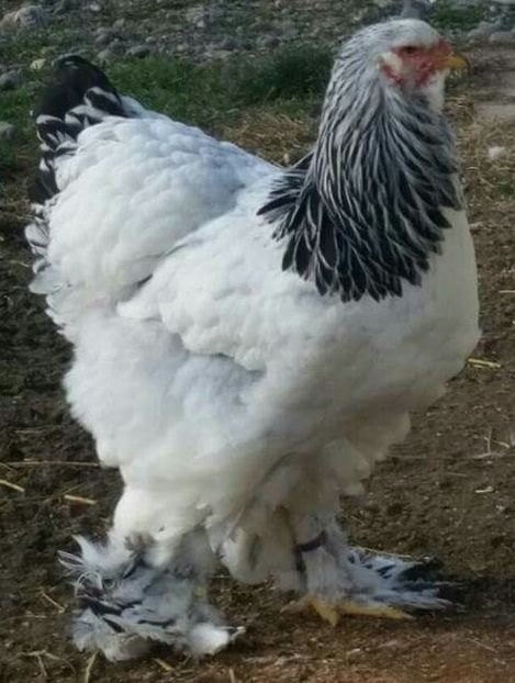 2017-12-24 17.37.23 - a-CONTACT