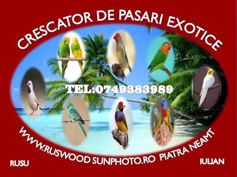  - CONTACT  - 0749 383 989   PASARI CE DETIN