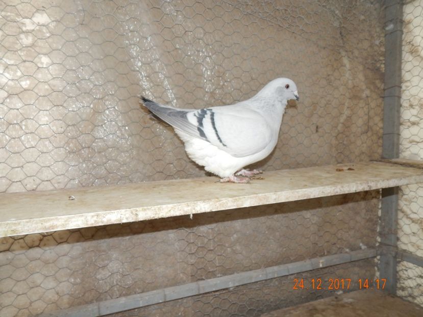 EVA FEMELA 2015 VANDUTA - FEMELE PENTRU 2020