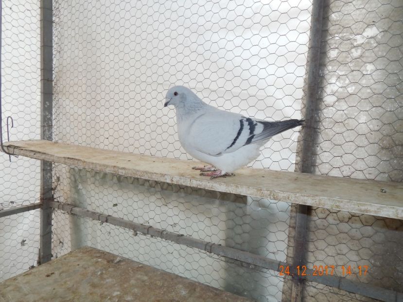 EVA FEMELA 2015 VANDUTA - FEMELE PENTRU 2020