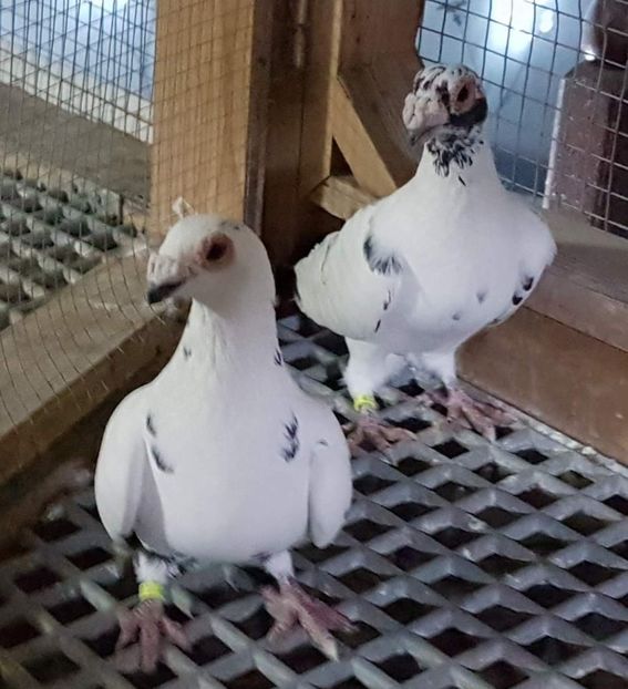  - 23_CARUNCULATI DE ORADEA MATCA-2021