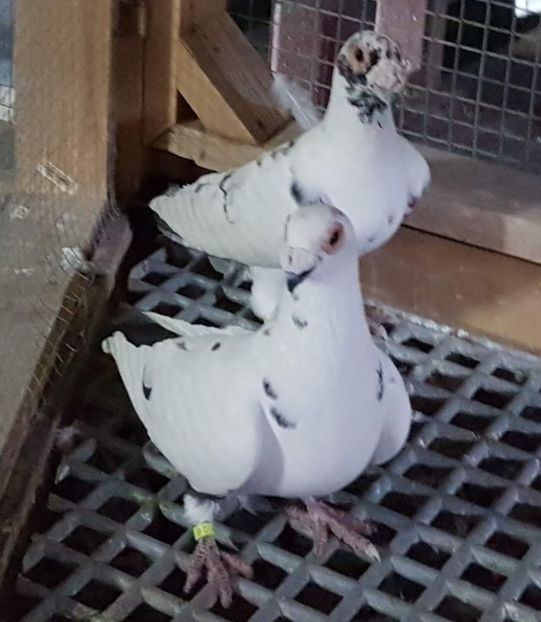  - 23_CARUNCULATI DE ORADEA MATCA-2021