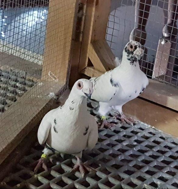  - 23_CARUNCULATI DE ORADEA MATCA-2021