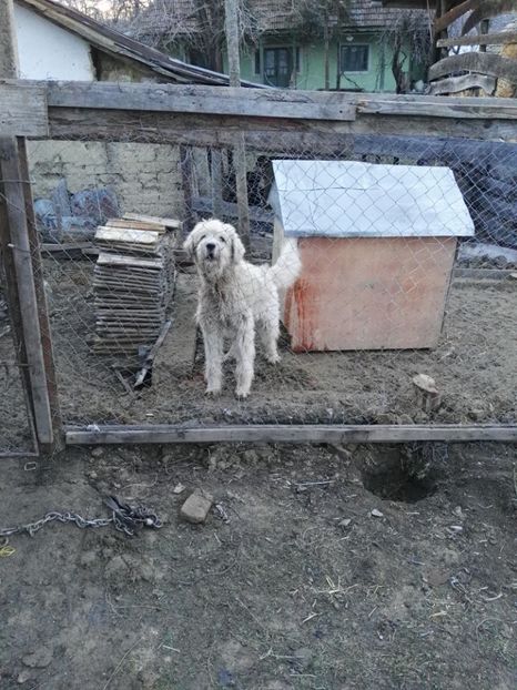  - Ciobanesc mioritic