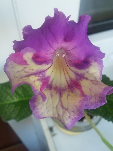 UA-Veselka(25-XII-2017) - Streptocarpusi 2017