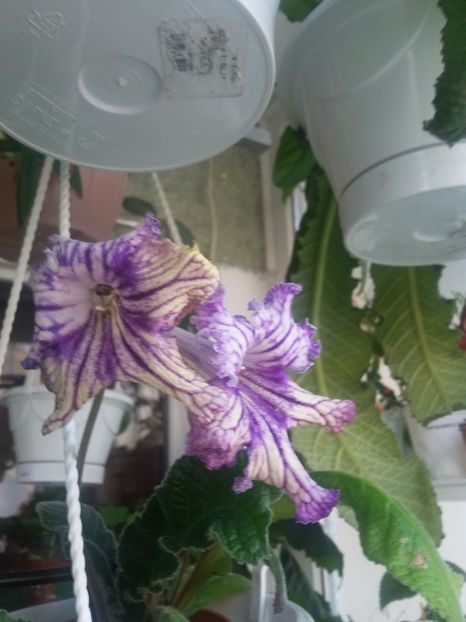 Picnic(25-XII-2017) - Streptocarpusi 2017