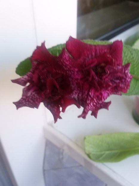 DS-1130(25-XII-2017) - Streptocarpusi 2017