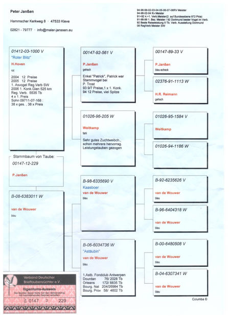 ped tata "BGS 033" - BGS 033