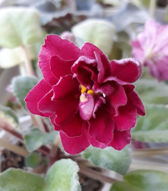 Ek Sadi Semiramidi - EK Sadi Semiramidi