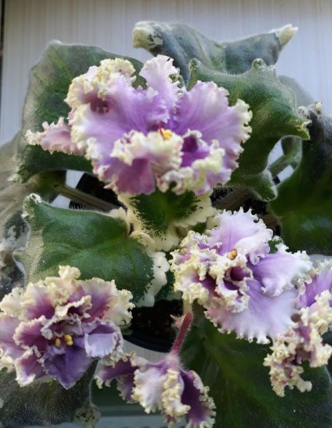  - Spring Dancer Sport