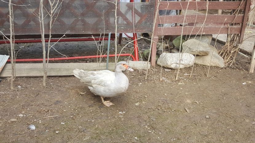  - 0001 rate lesesti matca 2018