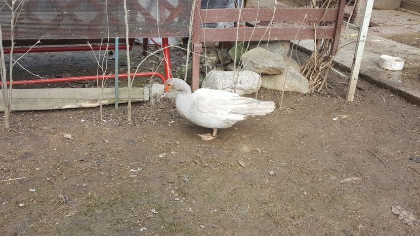  - 0001 rate lesesti matca 2018