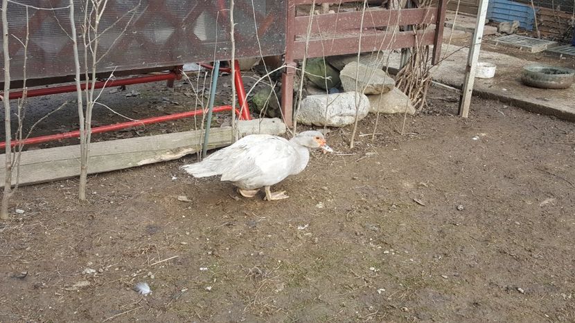  - 0001 rate lesesti matca 2018