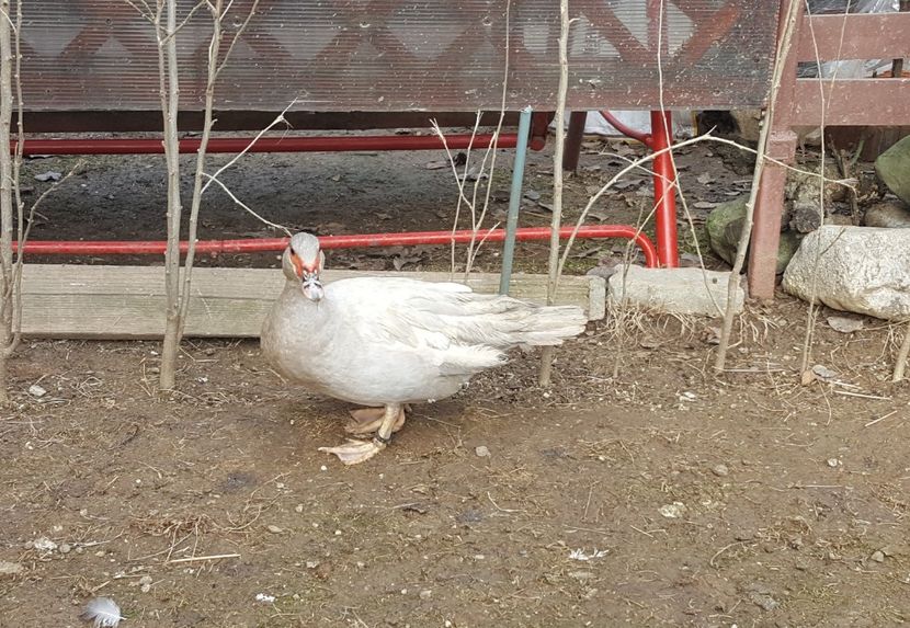  - 0001 rate lesesti matca 2018