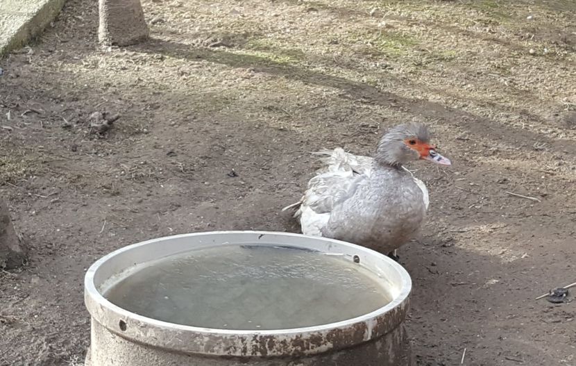  - 0001 rate lesesti matca 2018