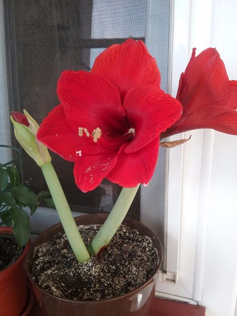 RED LION - Amaryllis