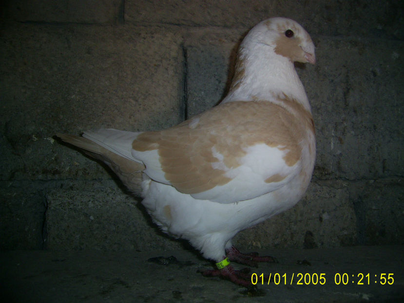 achizitie Fanel Buzau - femele matca - 2018