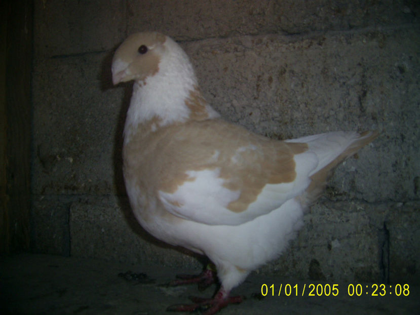 PIC_0616 - femele matca - 2018