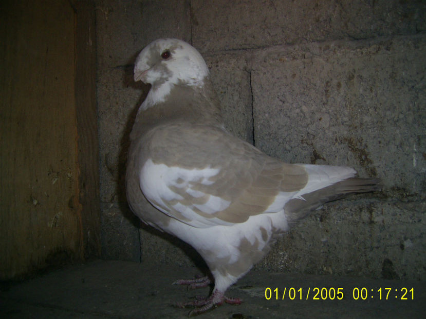 F - 2015 - femele matca - 2018