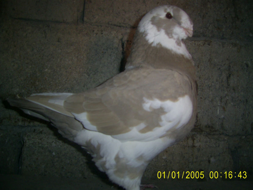 achizitie NicuAGHBraila - femele matca - 2018