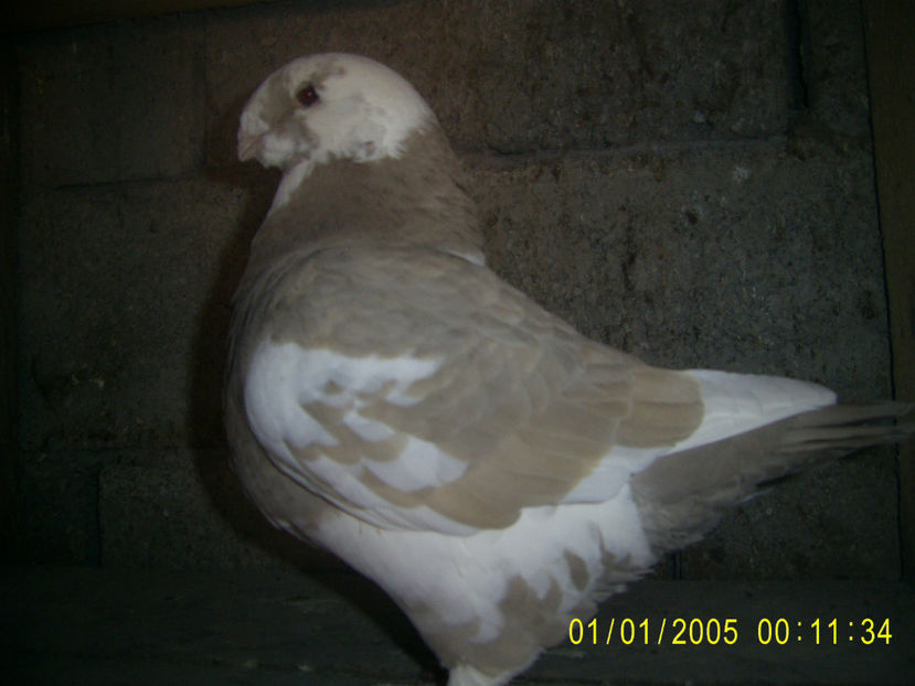 PIC_0601 - femele matca - 2018