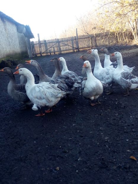  - Gaste decembrie 2017-ianuarie 2018