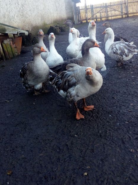  - Gaste decembrie 2017-ianuarie 2018