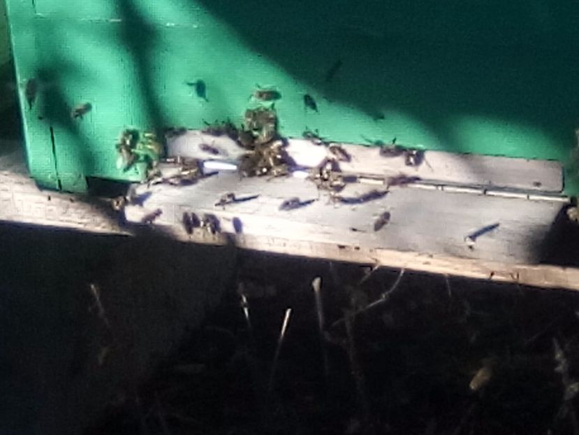 25 decembrie - ALBINE