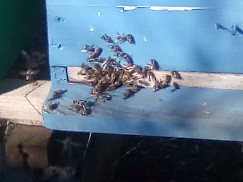 25 decembrie - ALBINE