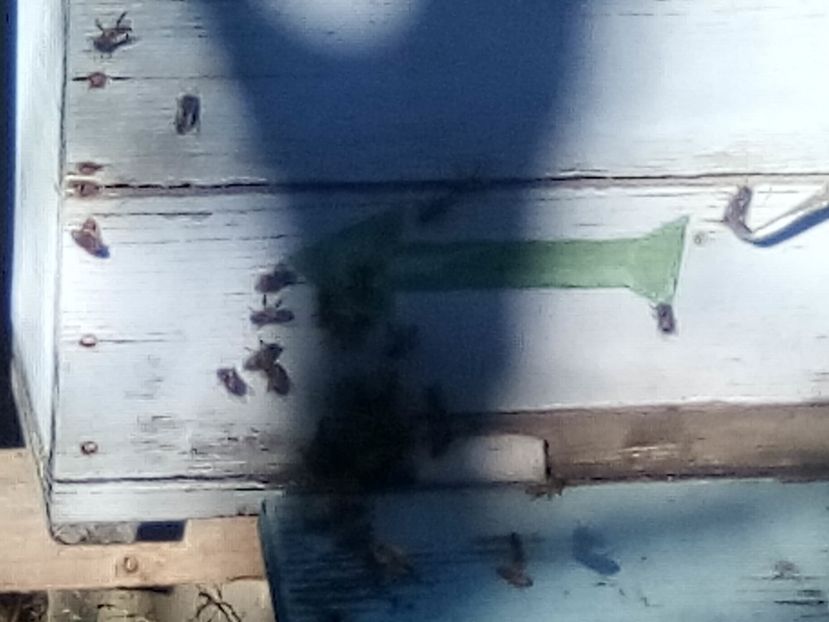 25 decembrie - ALBINE