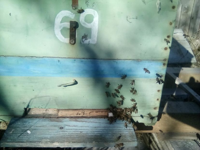 25 decembrie - ALBINE