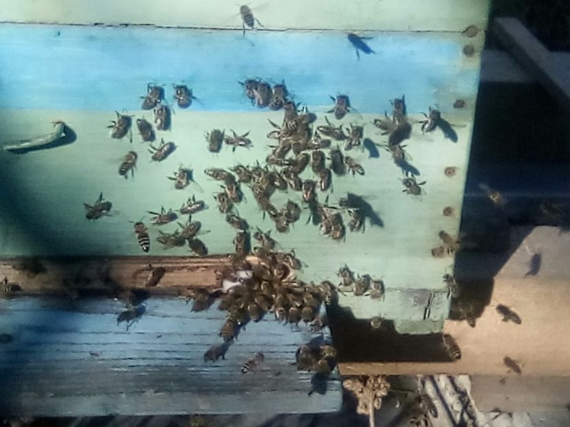 25 decembrie - ALBINE