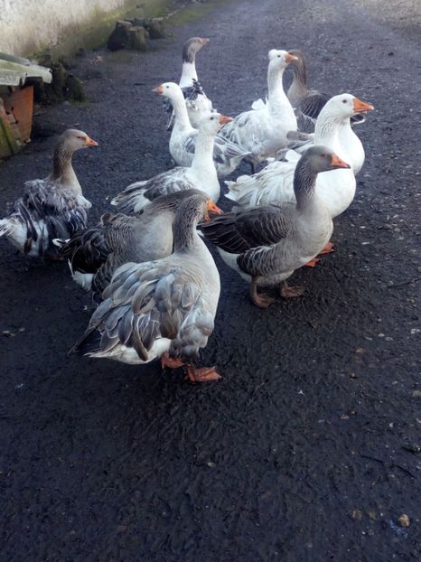  - Gaste decembrie 2017-ianuarie 2018