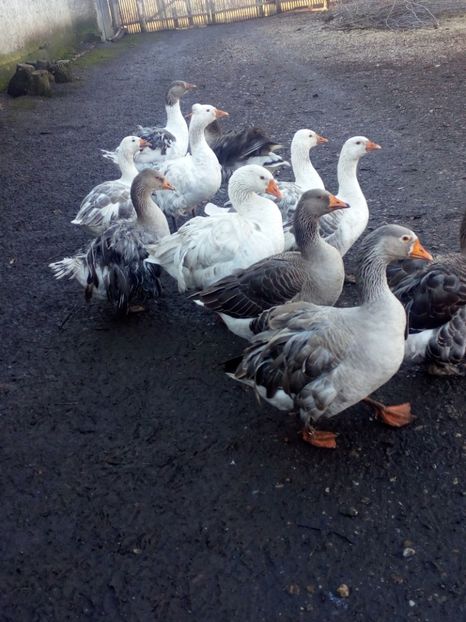  - Gaste decembrie 2017-ianuarie 2018