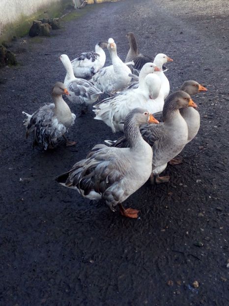  - Gaste decembrie 2017-ianuarie 2018