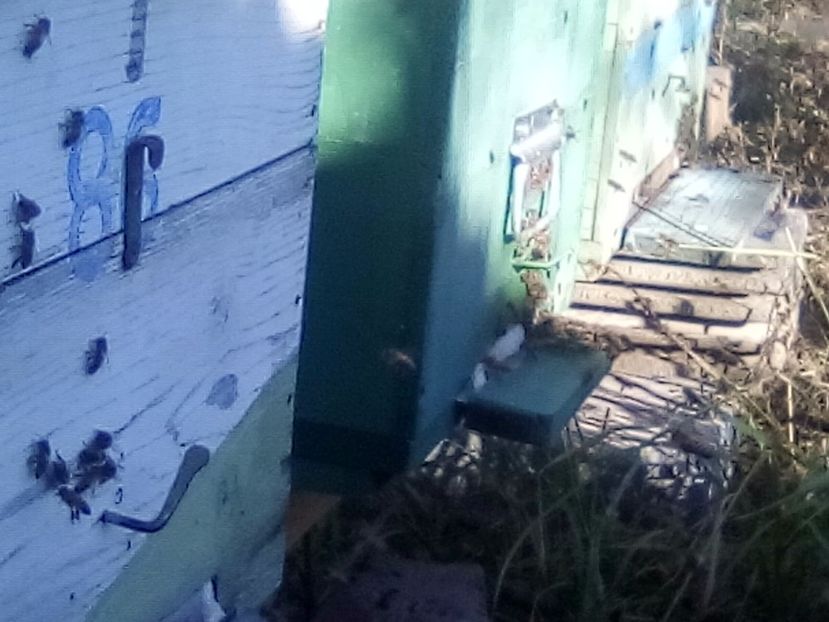 25 decembrie 2017 - ALBINE