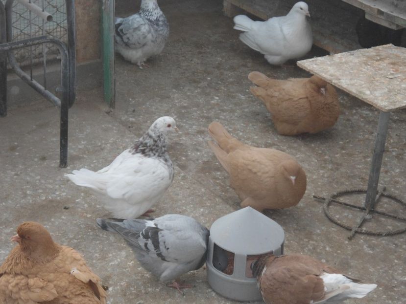  - porumbei in grup