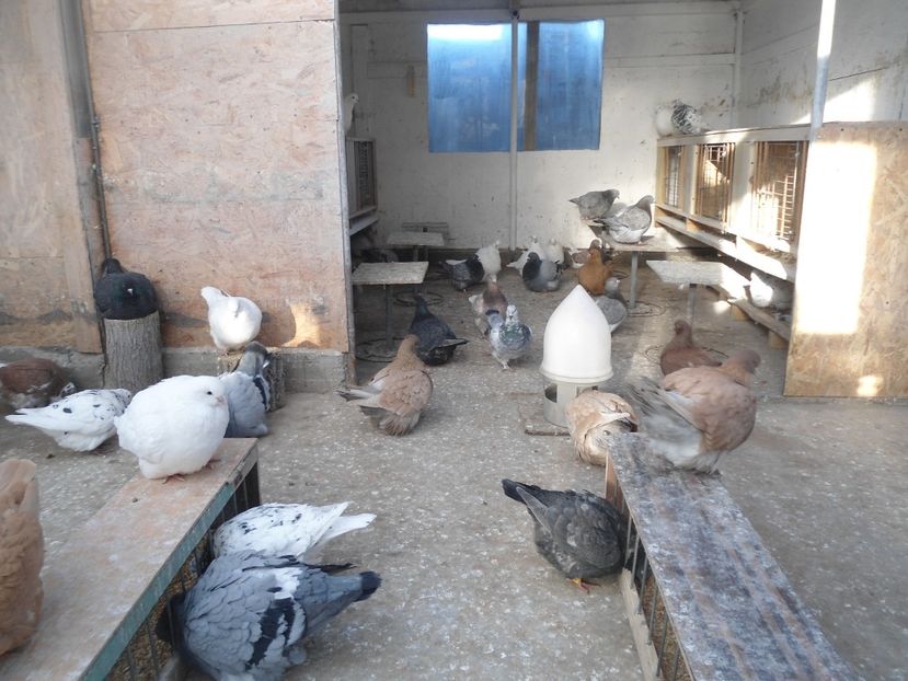  - porumbei in grup