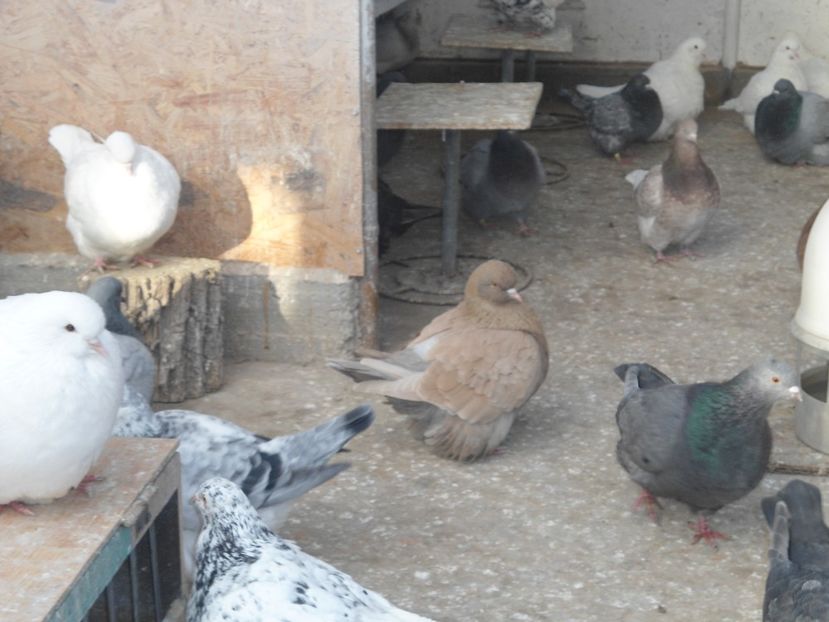  - porumbei in grup