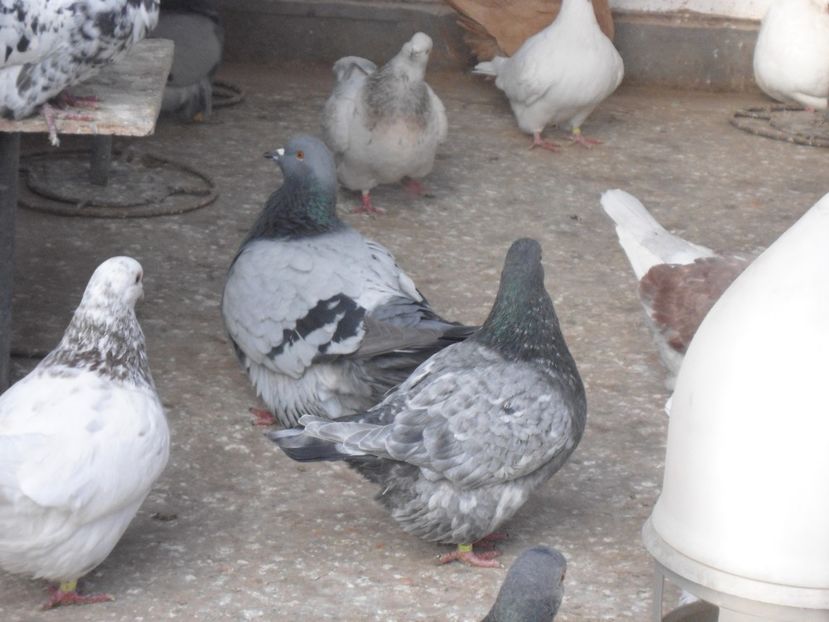  - porumbei in grup