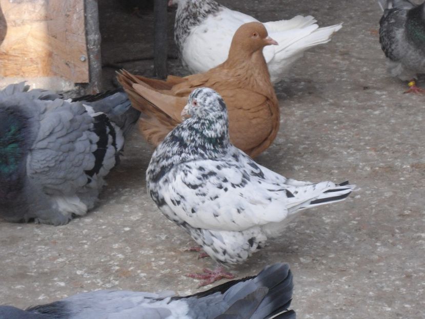  - porumbei in grup