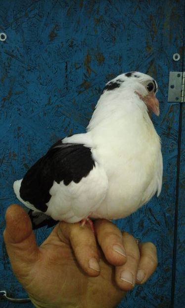  - Jucatori de galati 2017 - 2018