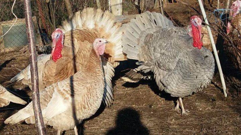 received_1753702554703634 - Curci 2018