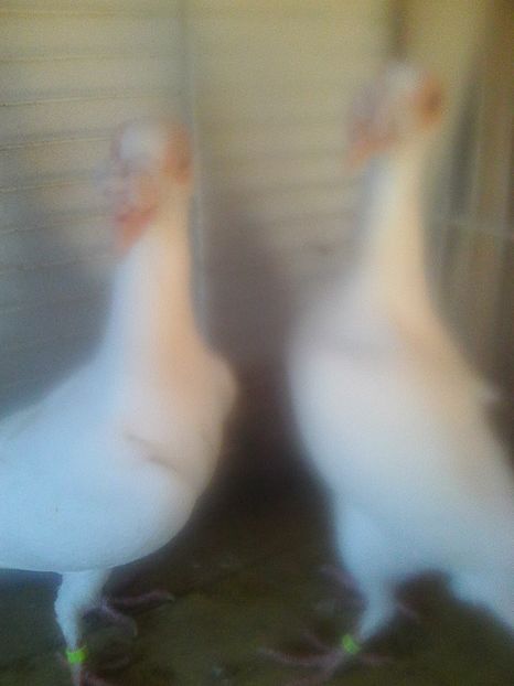 Photo1095 - de vanzare 2018