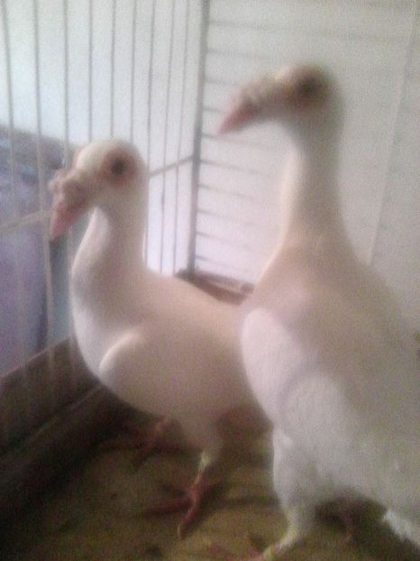 Photo1097 - de vanzare 2018