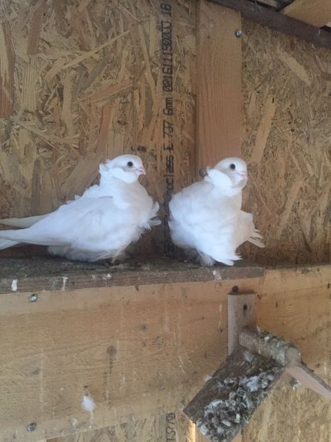 76A074ED-04A8-4AD6-BE51-3D215B2F7C98 - Pescarusi chinezi 2017