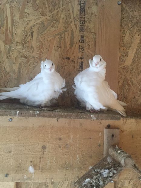 ED4003A6-D491-4A68-8672-045FB2EE66A4 - Pescarusi chinezi 2017