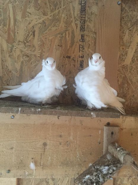 2F8AE301-E4EE-4C73-B9CC-55EC2BA7C78A - Pescarusi chinezi 2017