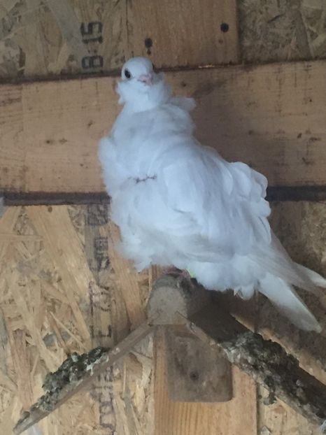 D3DA7CFB-0AA7-418D-AC69-923D19791420 - Pescarusi chinezi 2017